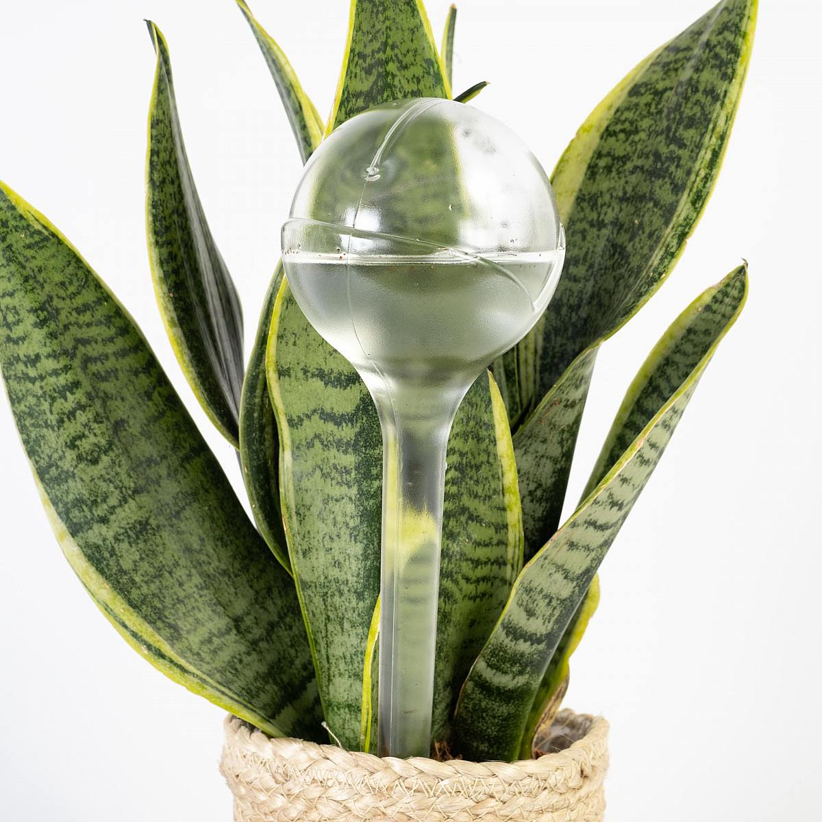 Pak 8 Zelf bewaterende ECO picture 2