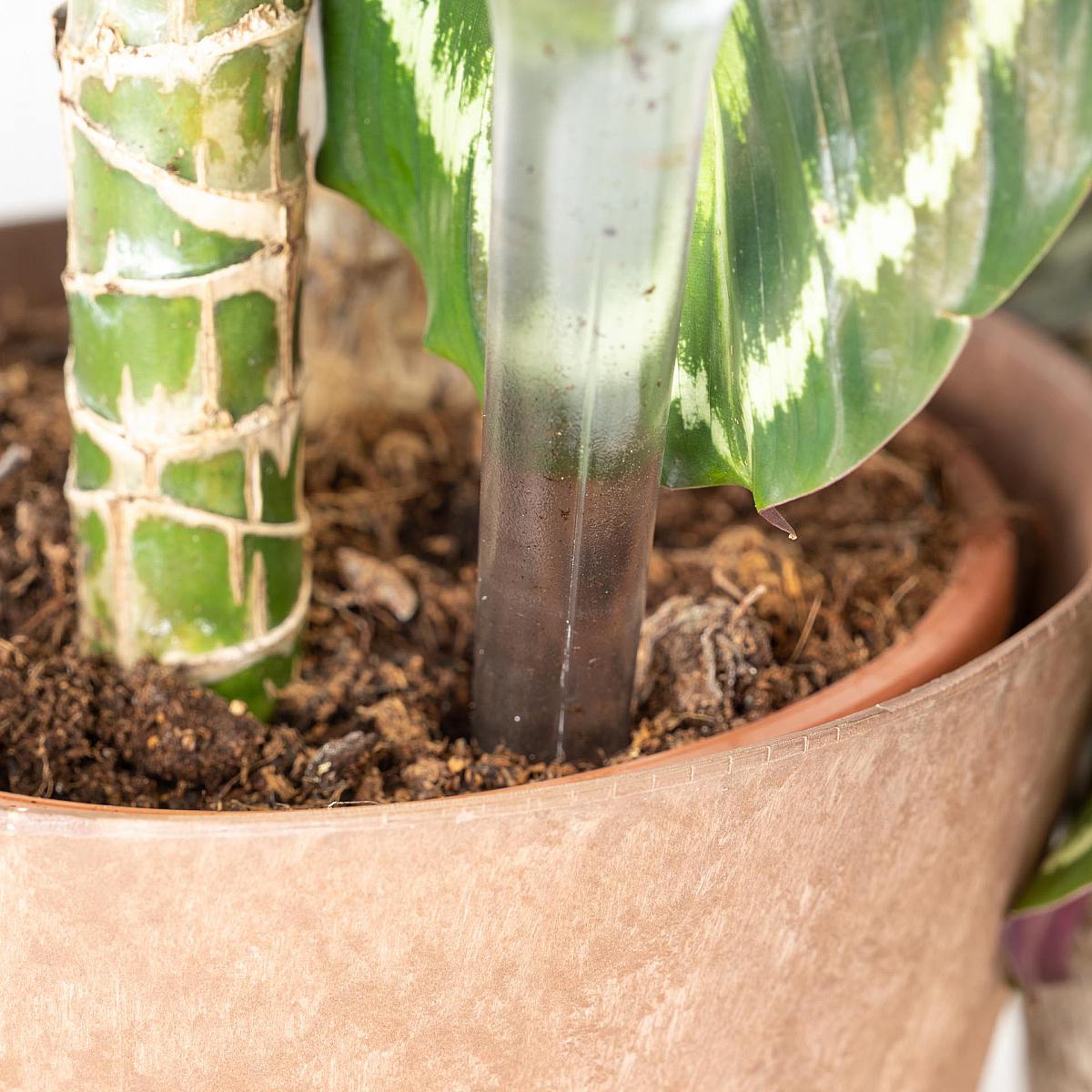 Pak 8 Zelf bewaterende ECO picture 3