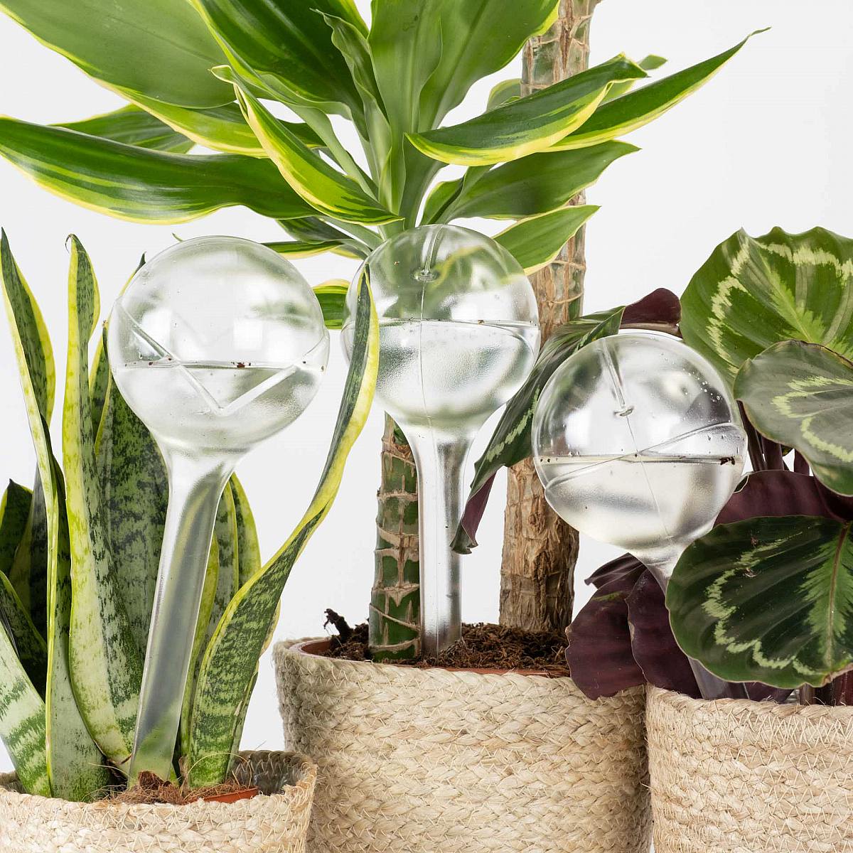 Balení 4 Automatické zavlažování ECO picture 1