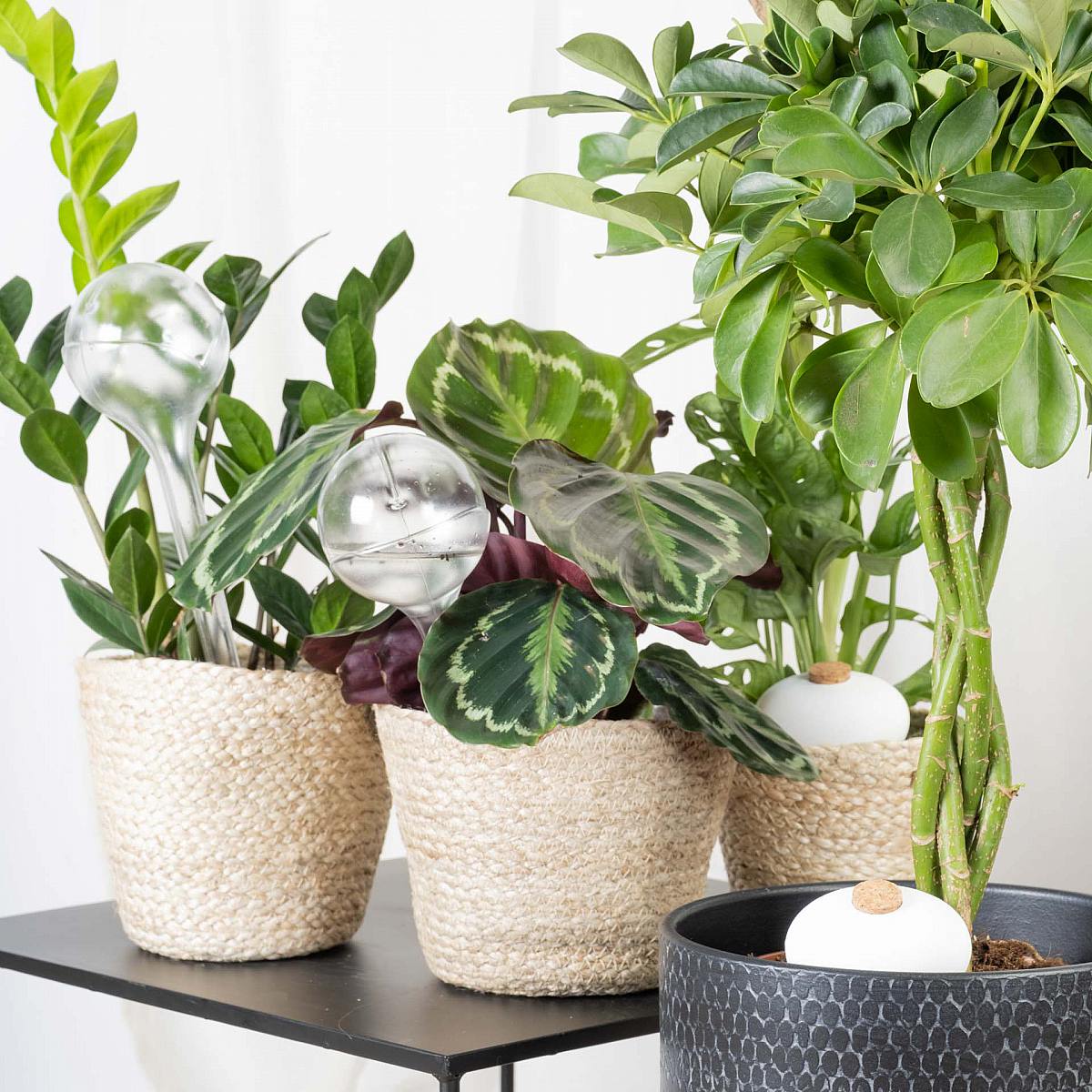 Vandingspakke til ferien picture 1