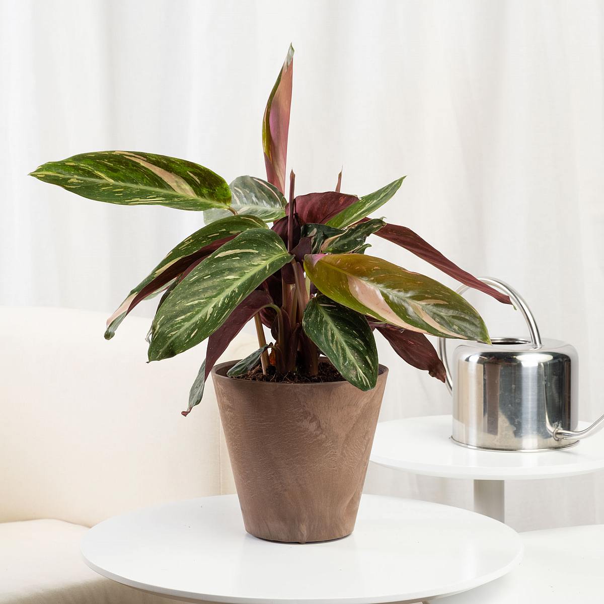 Calathea Magicstar picture 0