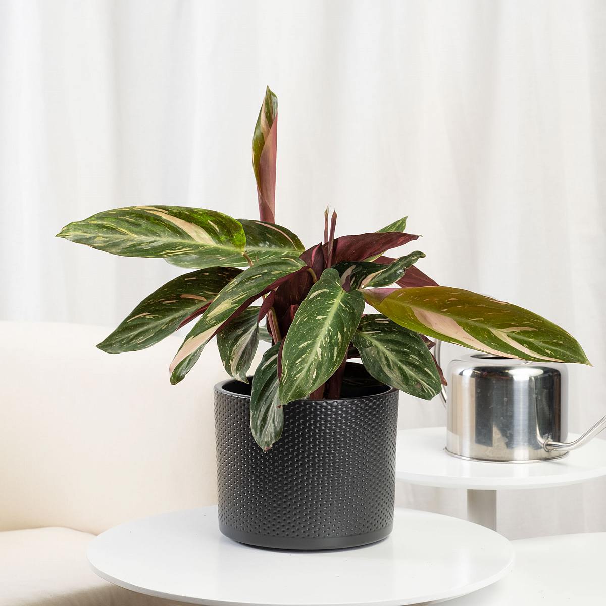 Calathea Magicstar picture 1