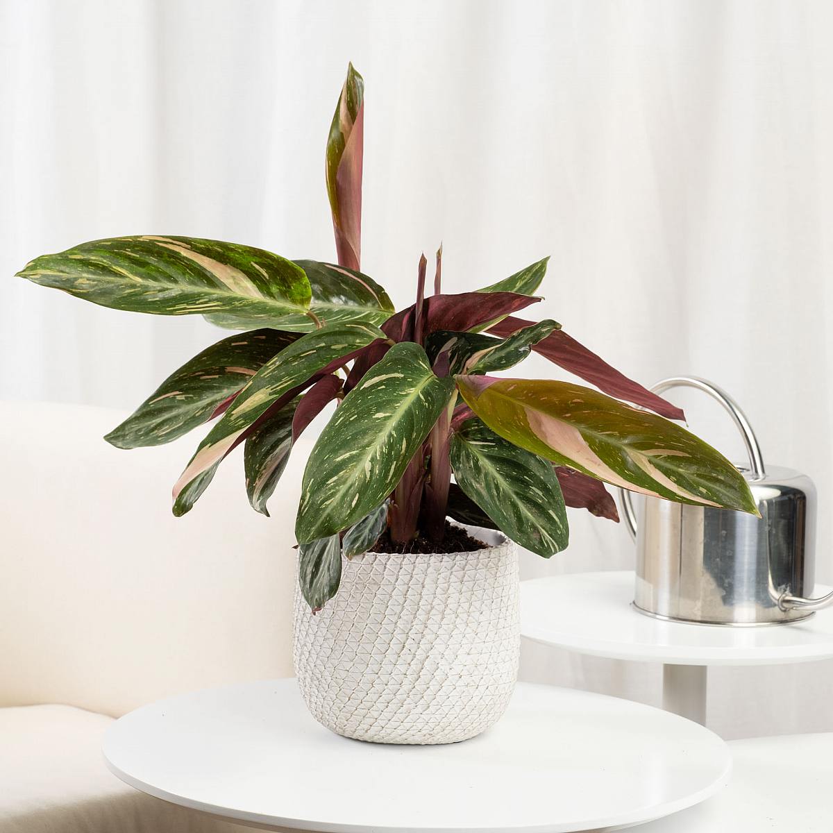 Calathea Magicstar picture 3