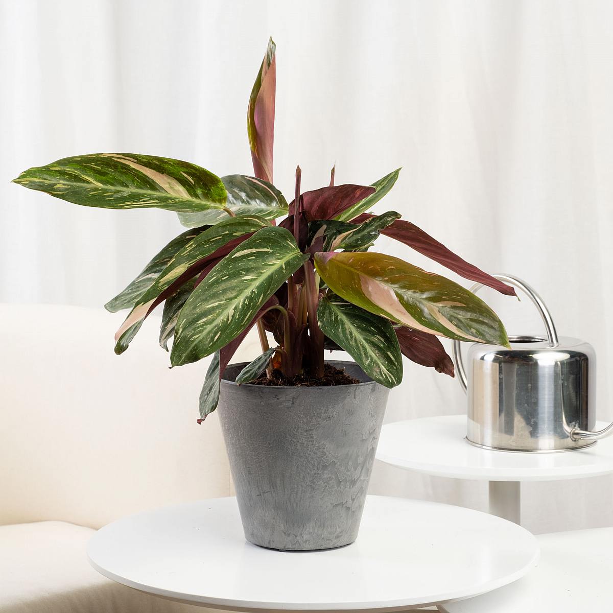 Calathea Magicstar picture 4