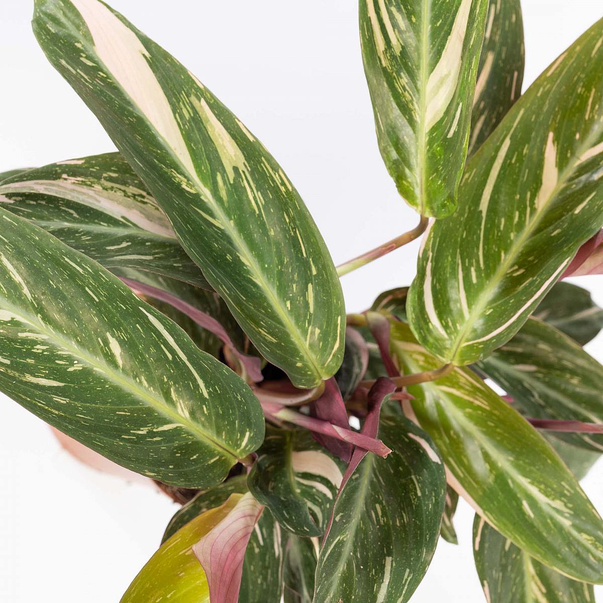 Calathea Magicstar picture 5