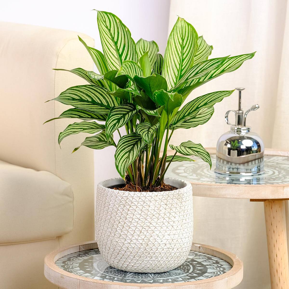 Calathea vitata picture 1