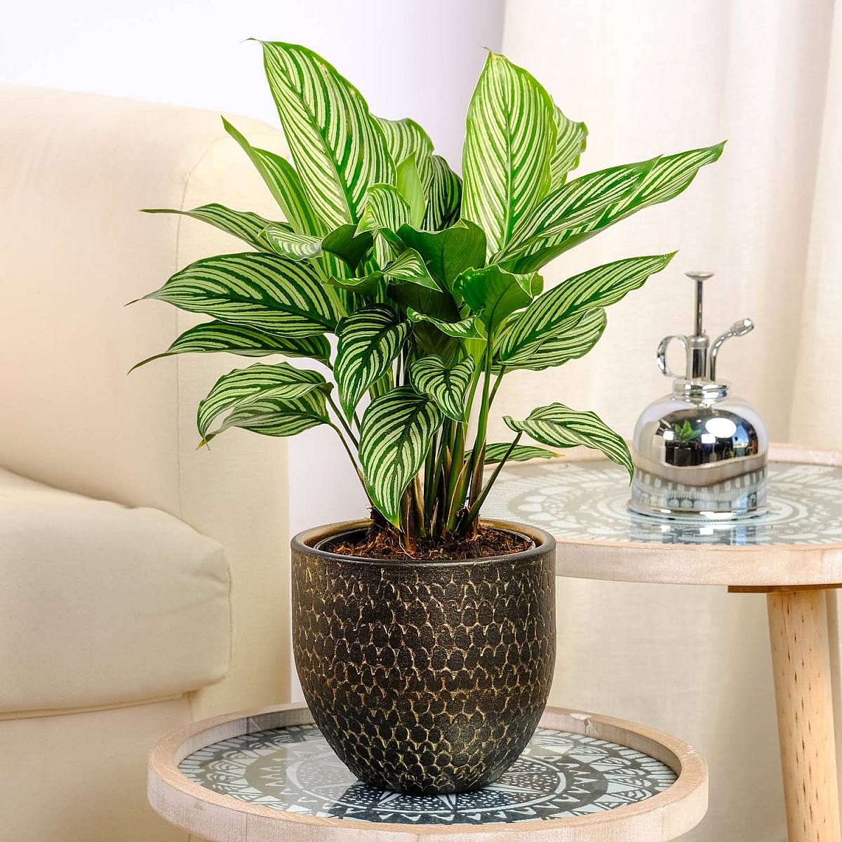 Calathea vitata picture 3
