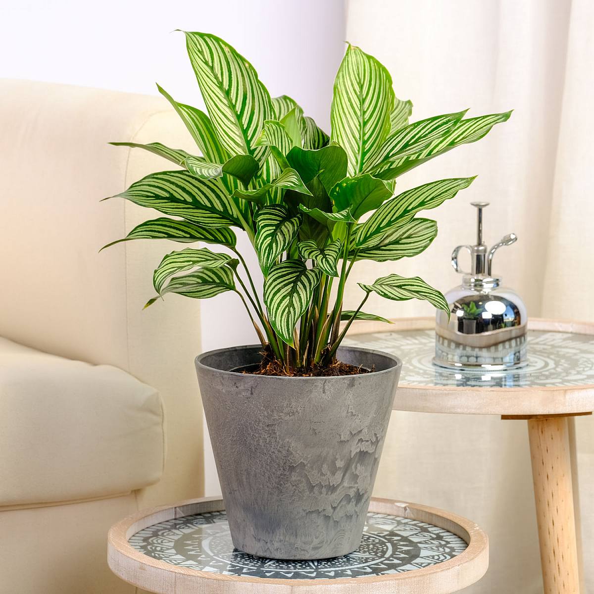 Calathea vitata picture 4
