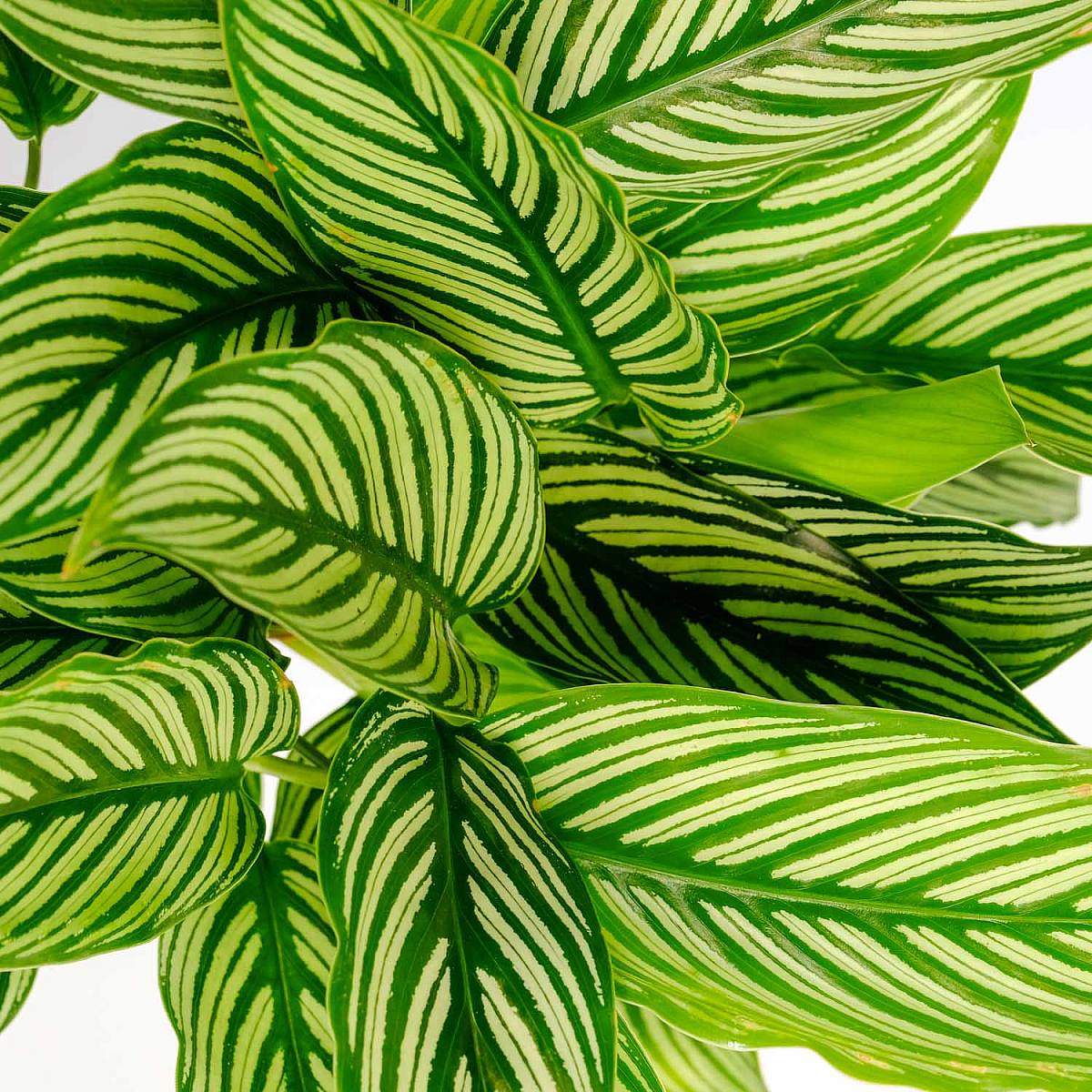 Calathea vitata picture 5