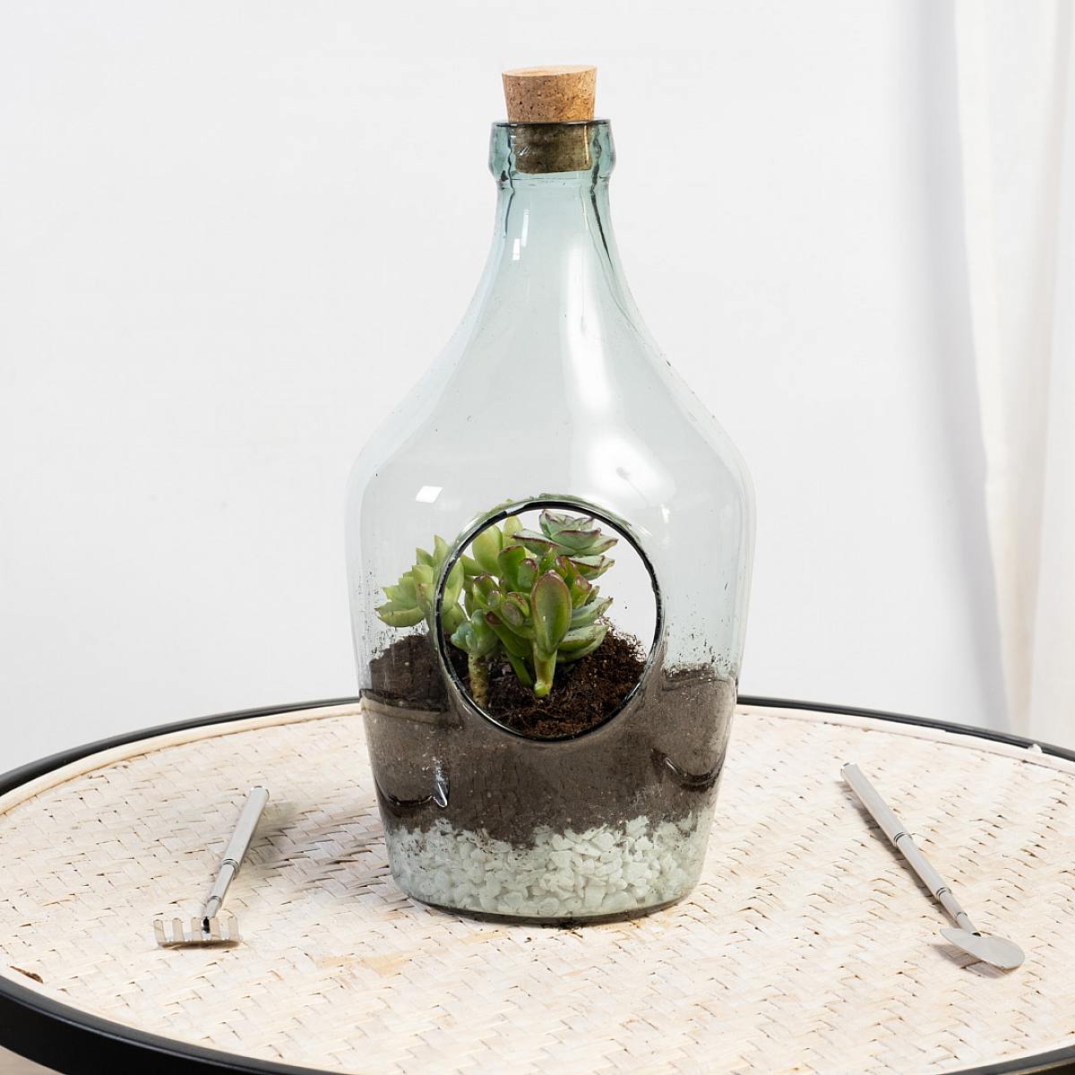 Apollo DIY Terrarium picture 2