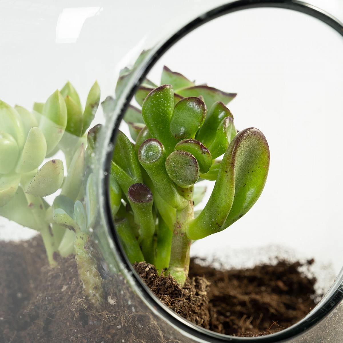 Apollo DIY Terrarium picture 3