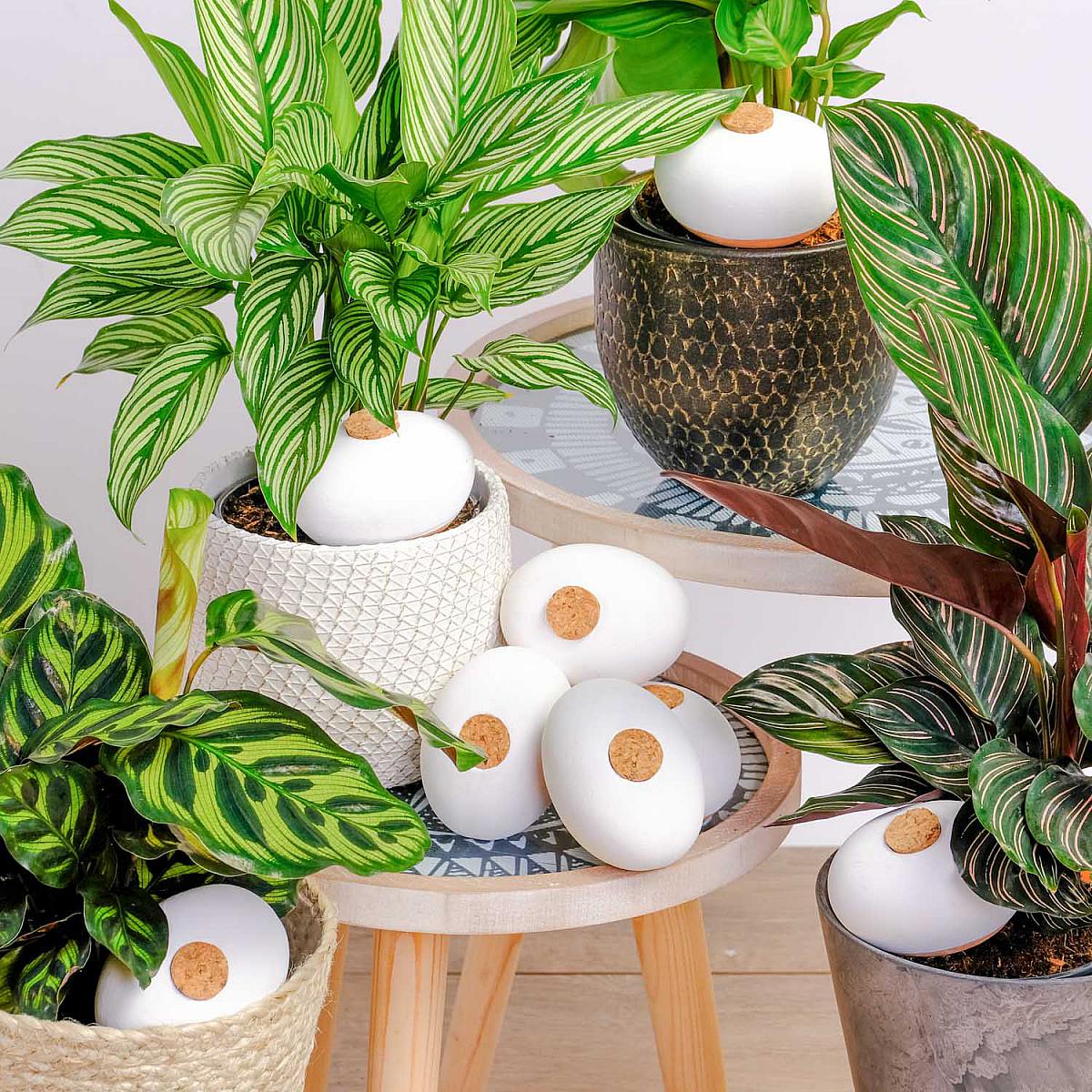 Pack 8 Terracotta self-watering spheres picture 0