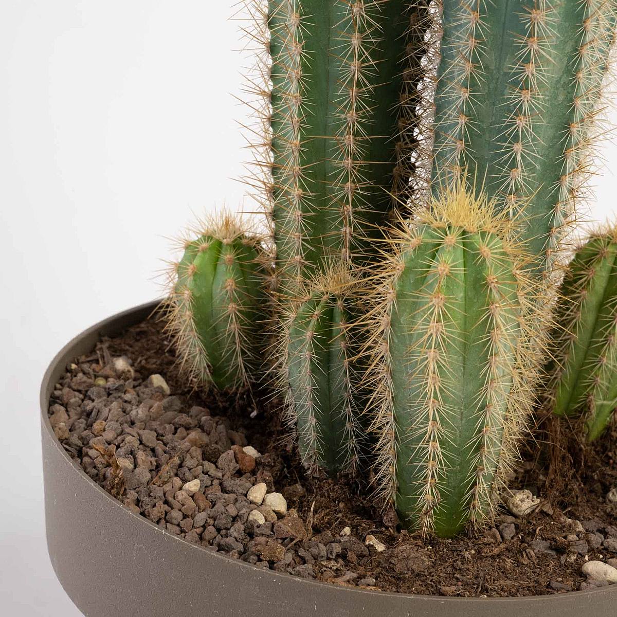 Pilosocereus azureus picture 5