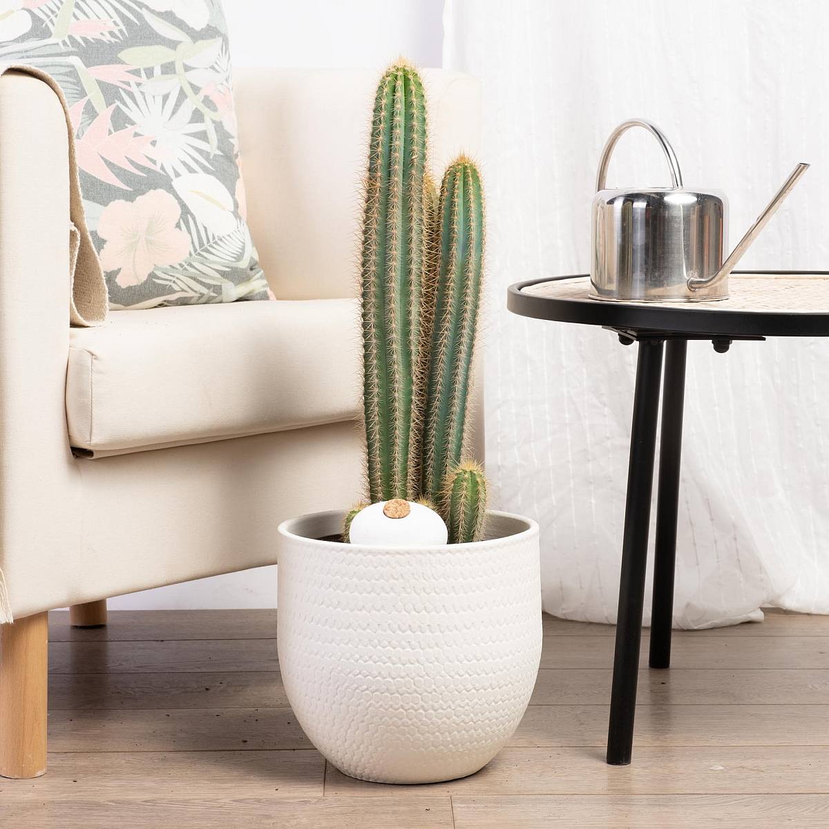 Pilosocereus azureus picture 3