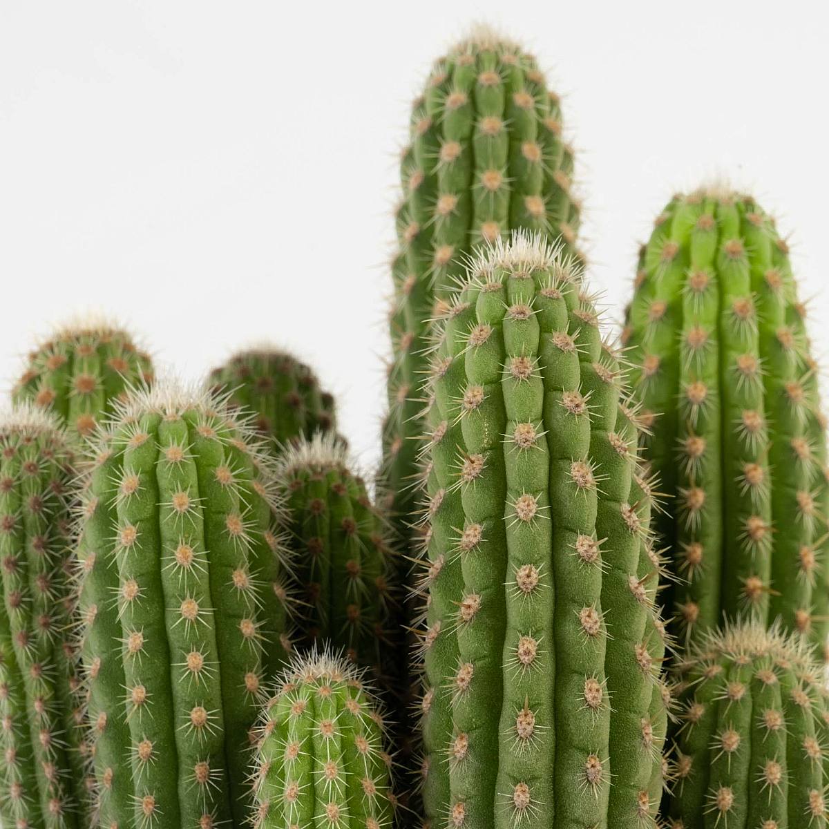 Weberbauerocerues Johnsonii picture 4