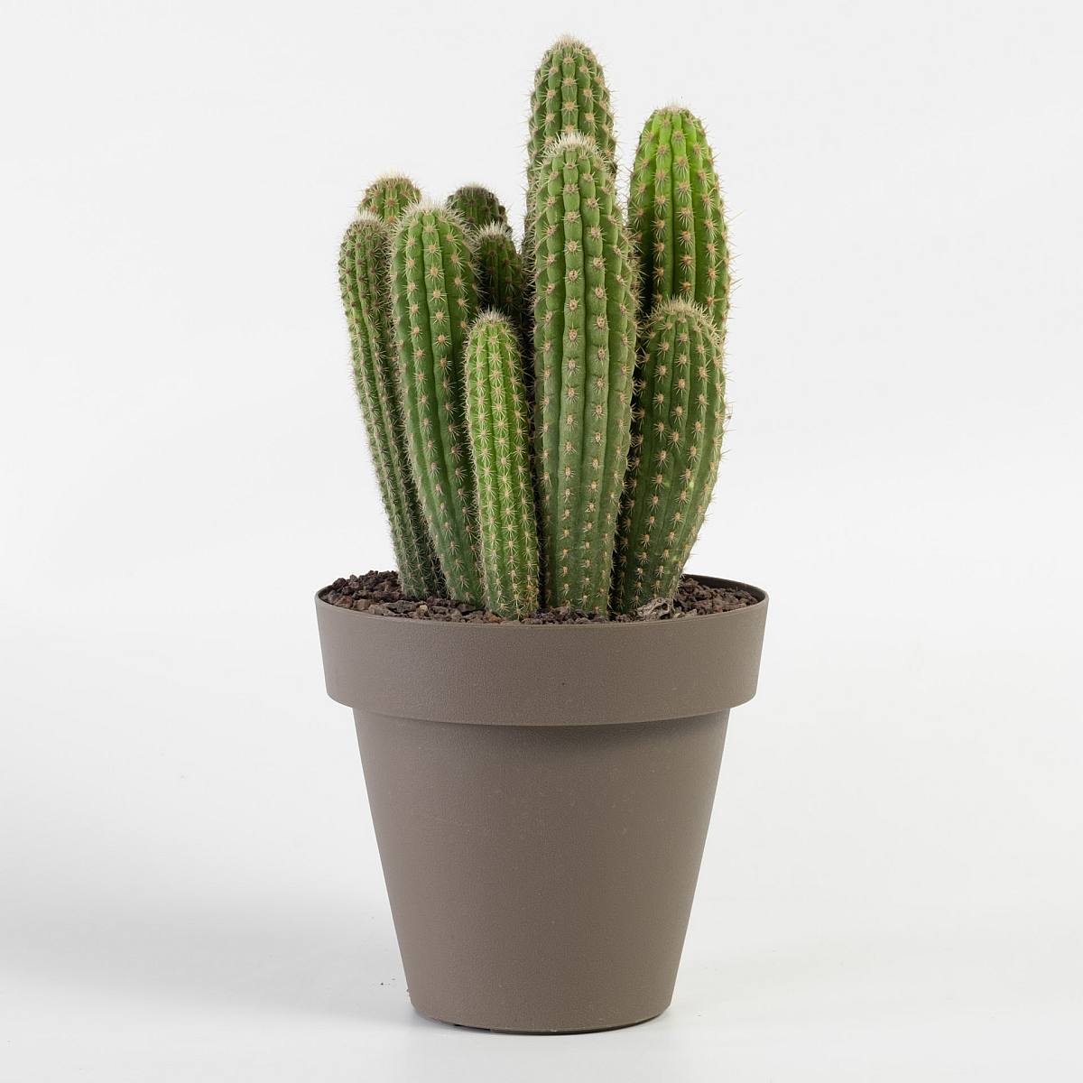 Weberbauerocerues Johnsonii picture 5