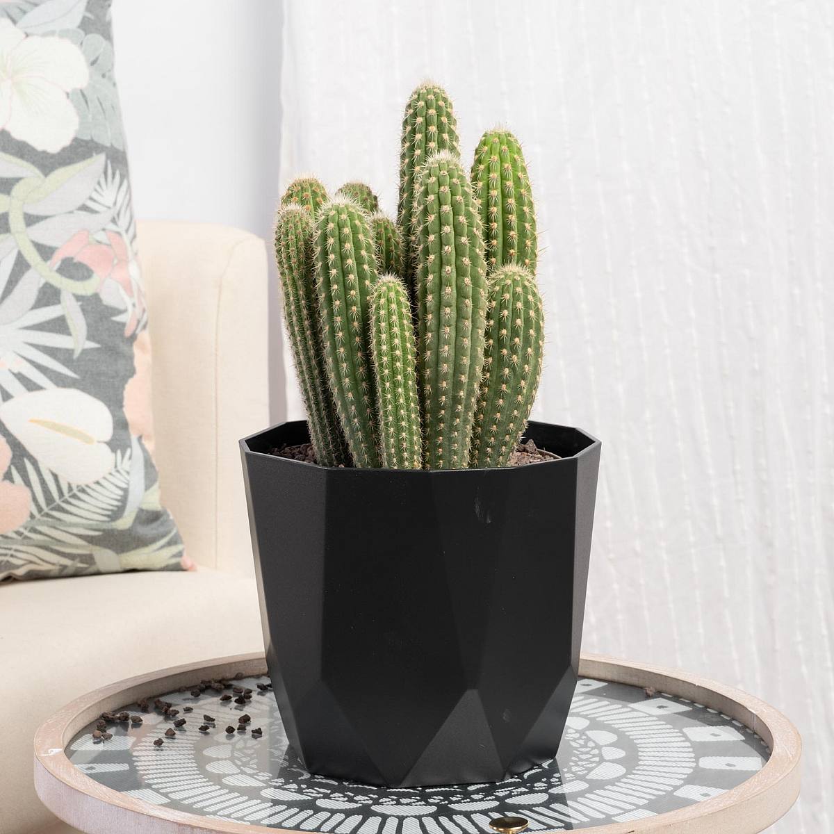 Weberbauerocerues Johnsonii picture 6