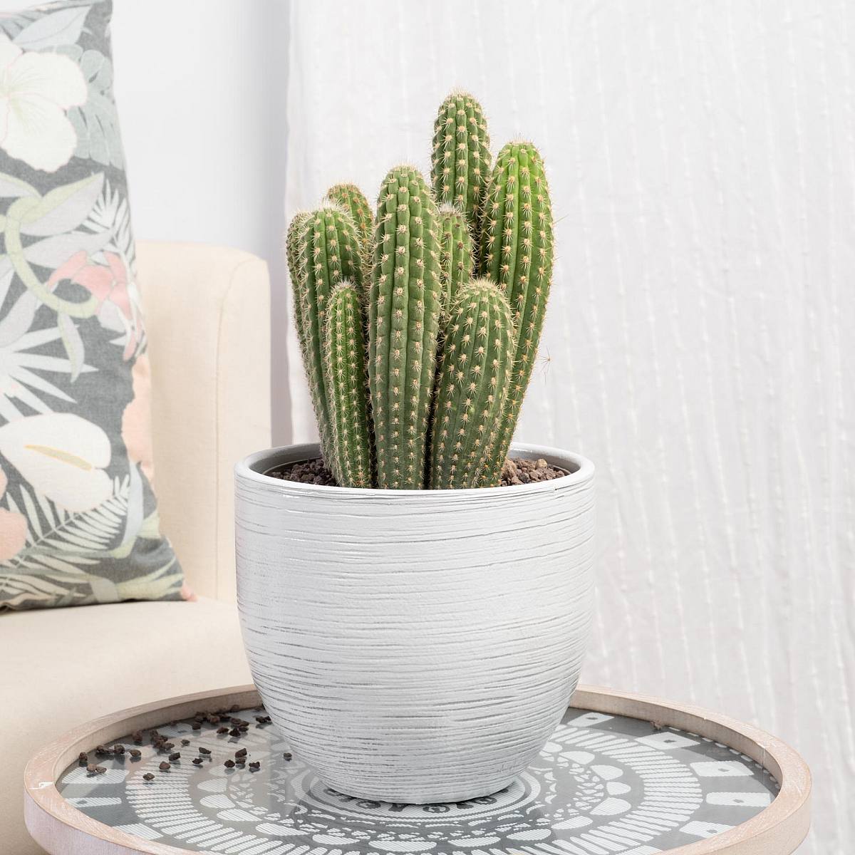 Weberbauerocerues Johnsonii picture 3