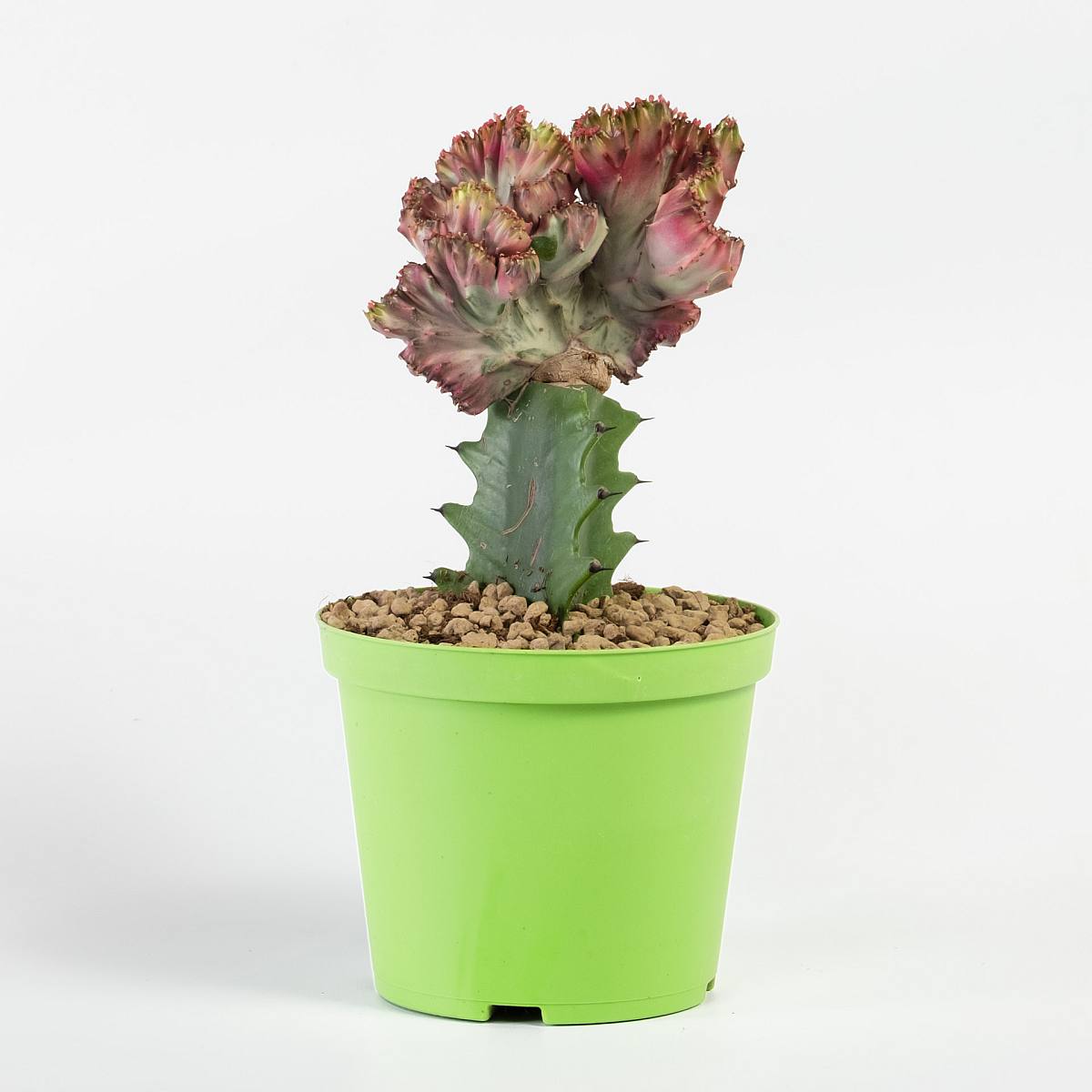 Euphorbia lactea Cristata picture 5