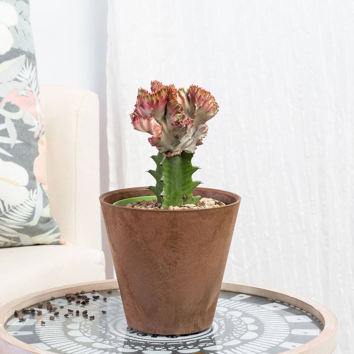 Euphorbia lactea Cristata picture 2