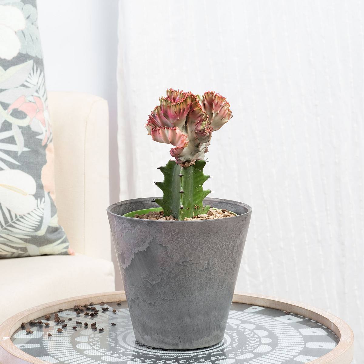 Euphorbia lactea Cristata picture 3