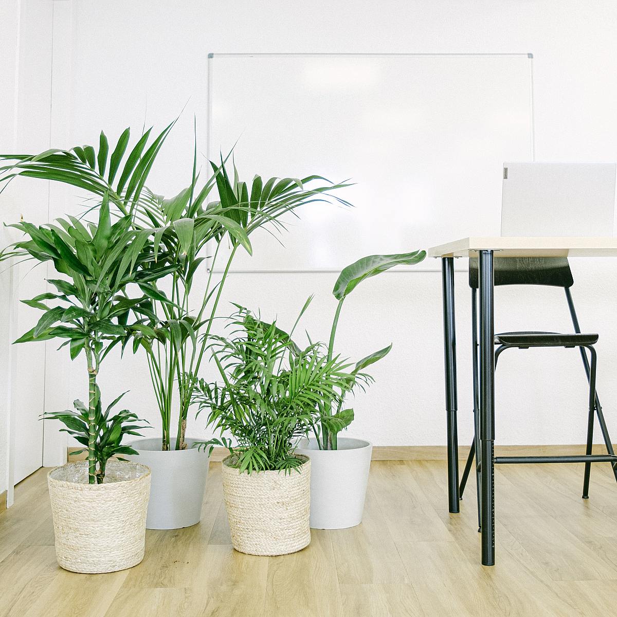 Tropical Set picture 1