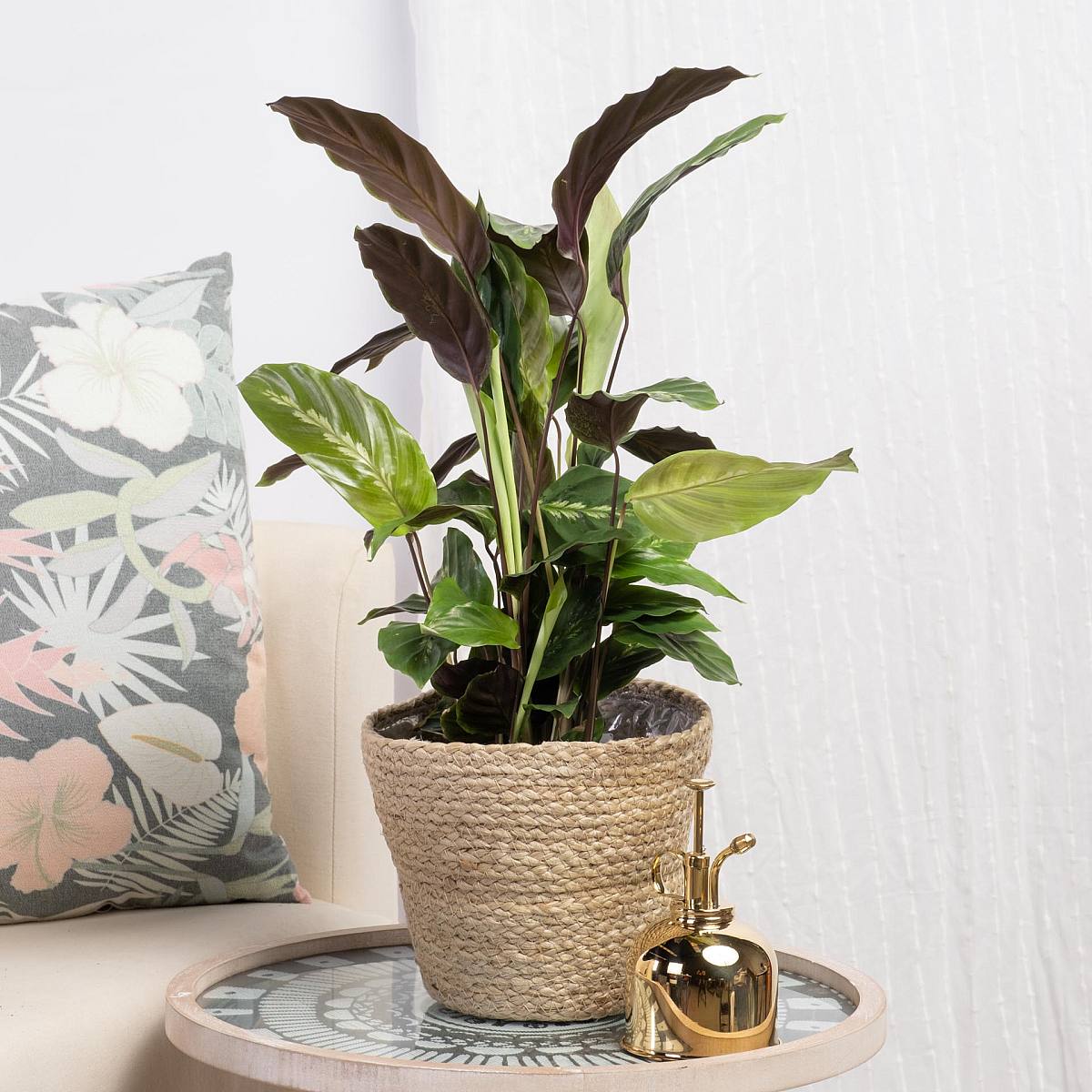 Calathea Maui Queen picture 0