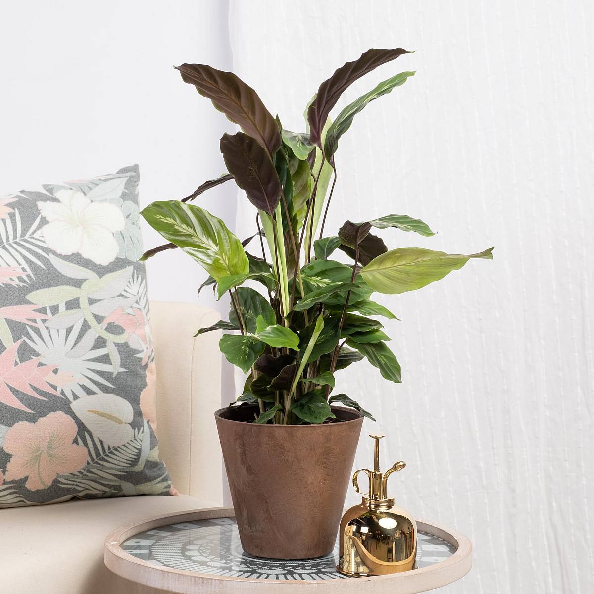 Calathea Maui Queen picture 1