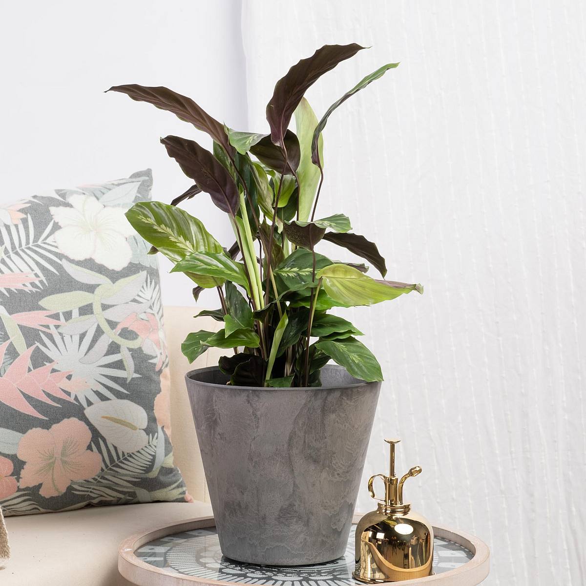 Calathea Maui Queen picture 2