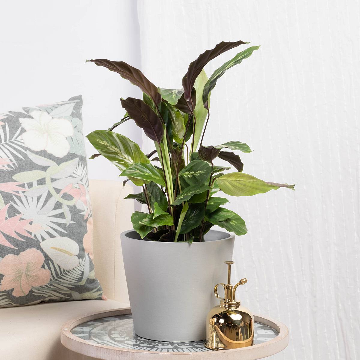 Calathea Maui Queen picture 3