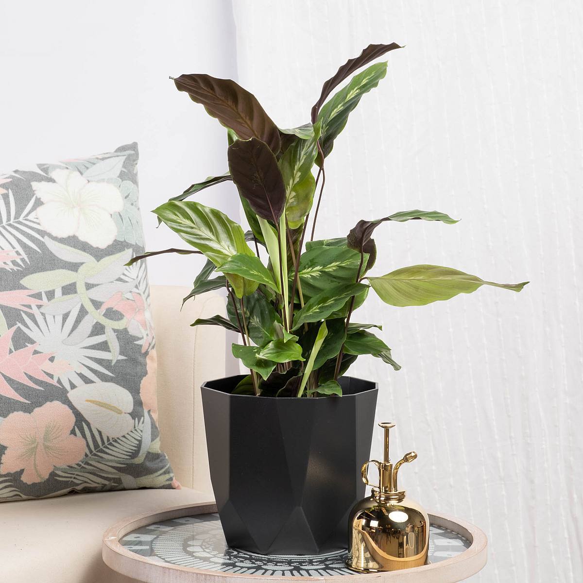 Calathea Maui Queen picture 4