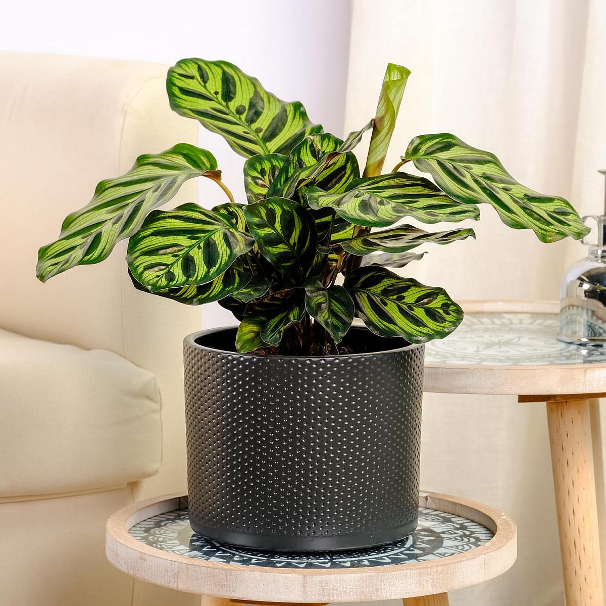 Calathea makoyana picture 1