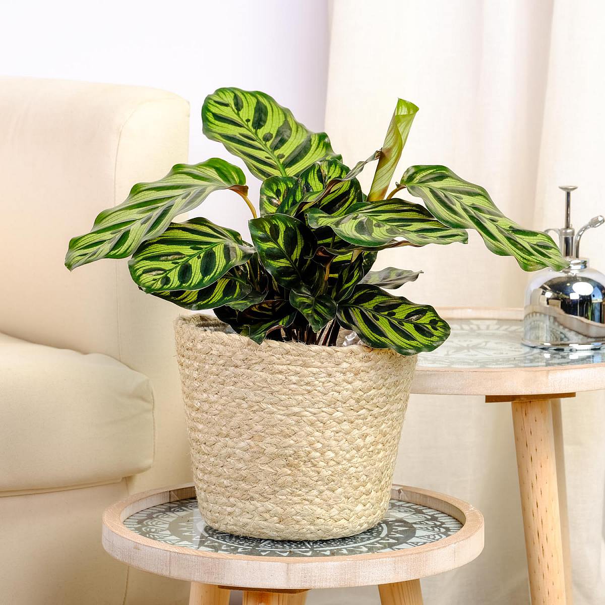 Calathea makoyana picture 2