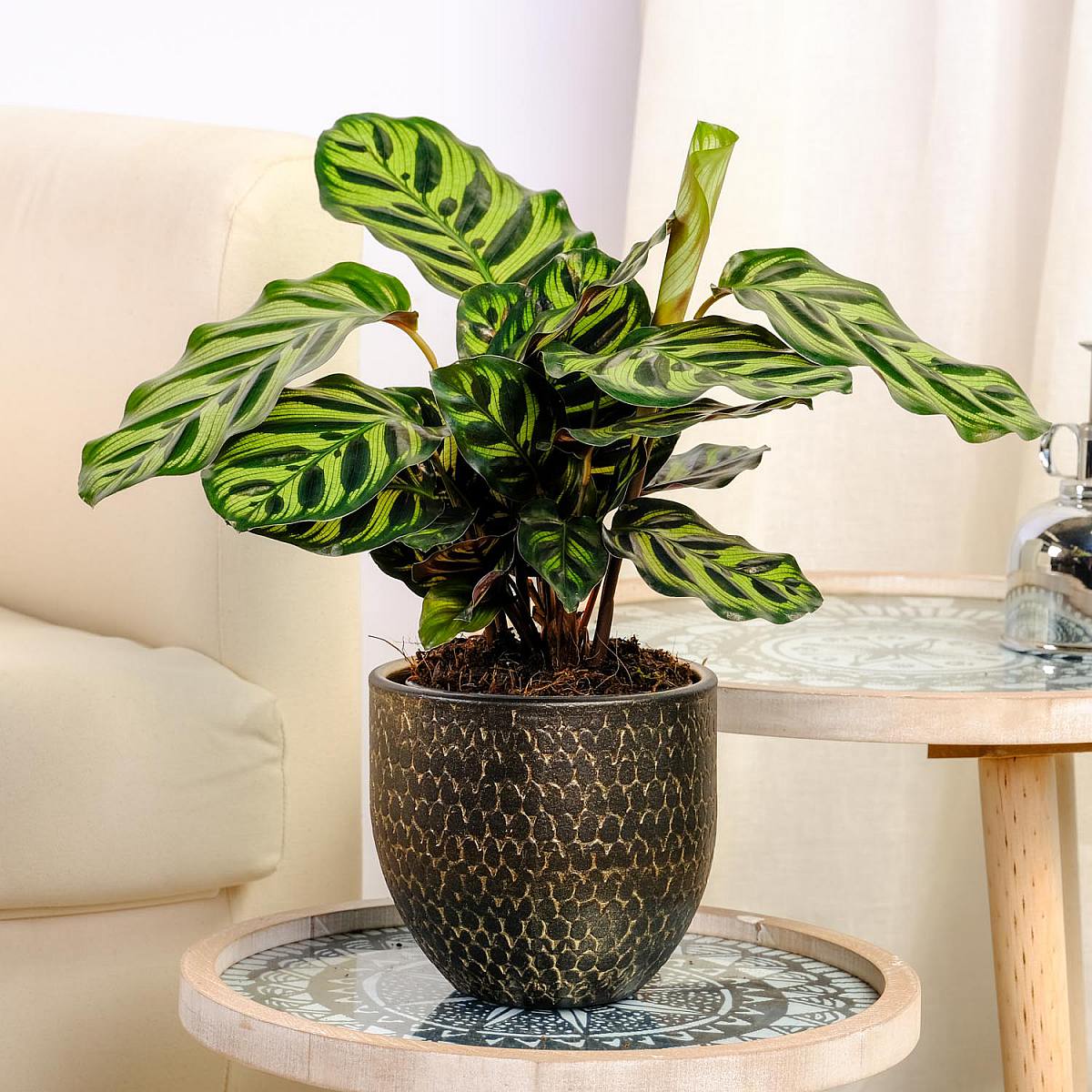 Calathea makoyana picture 3