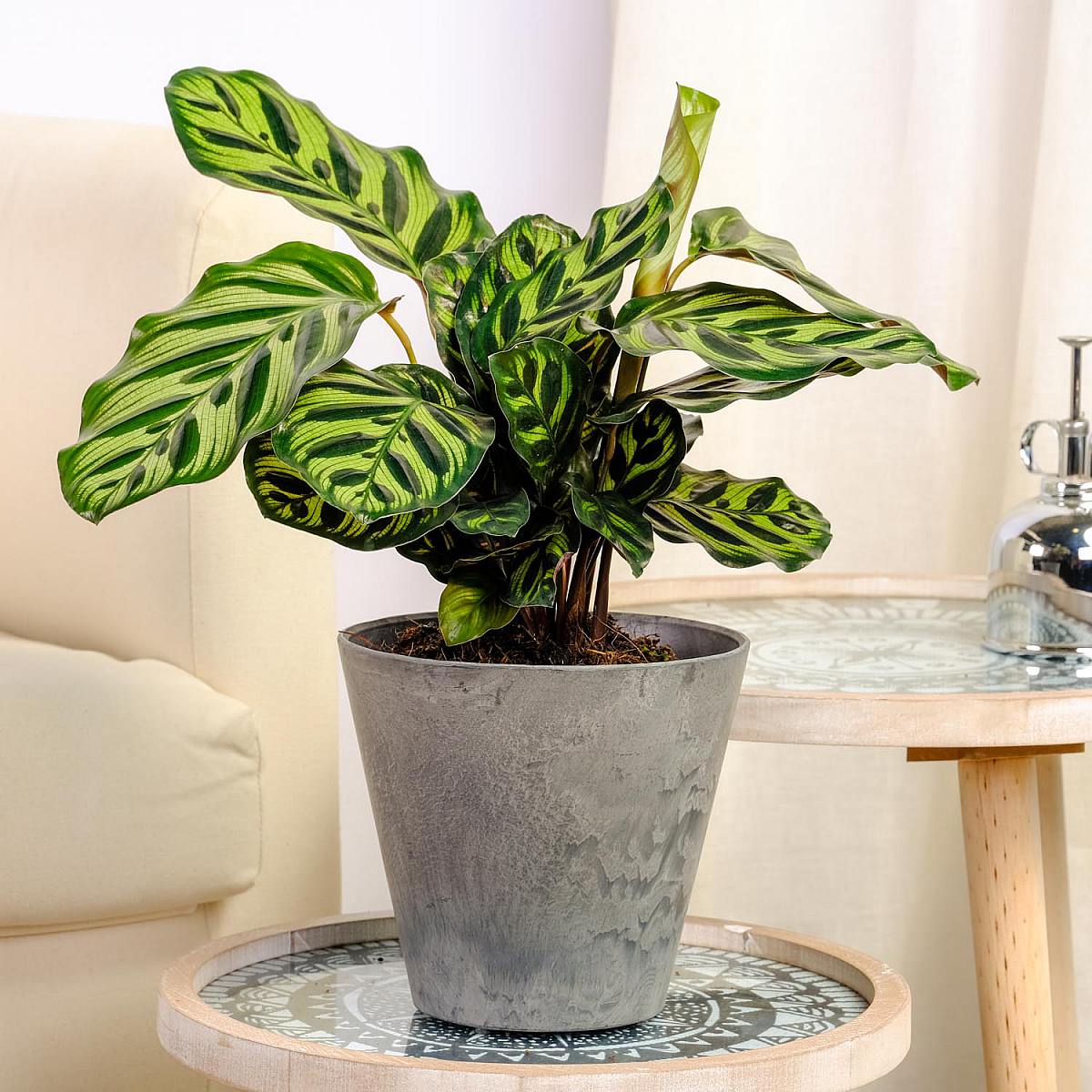 Calathea makoyana picture 4