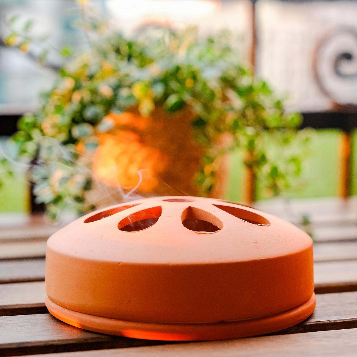 Citronella in Terracotta picture 3