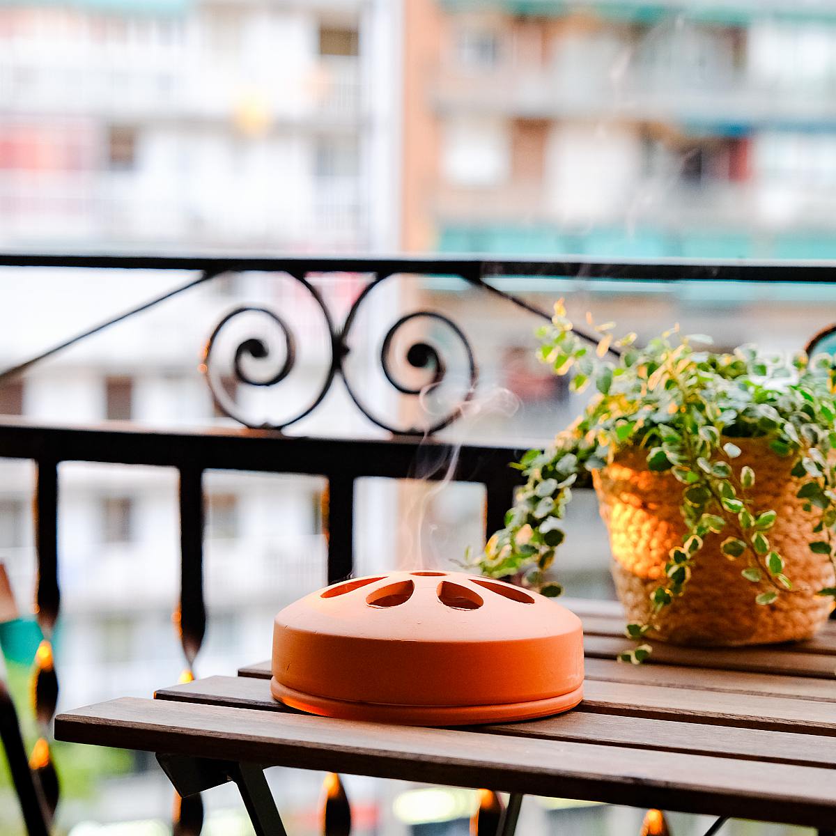 Citronella in Terracotta picture 4