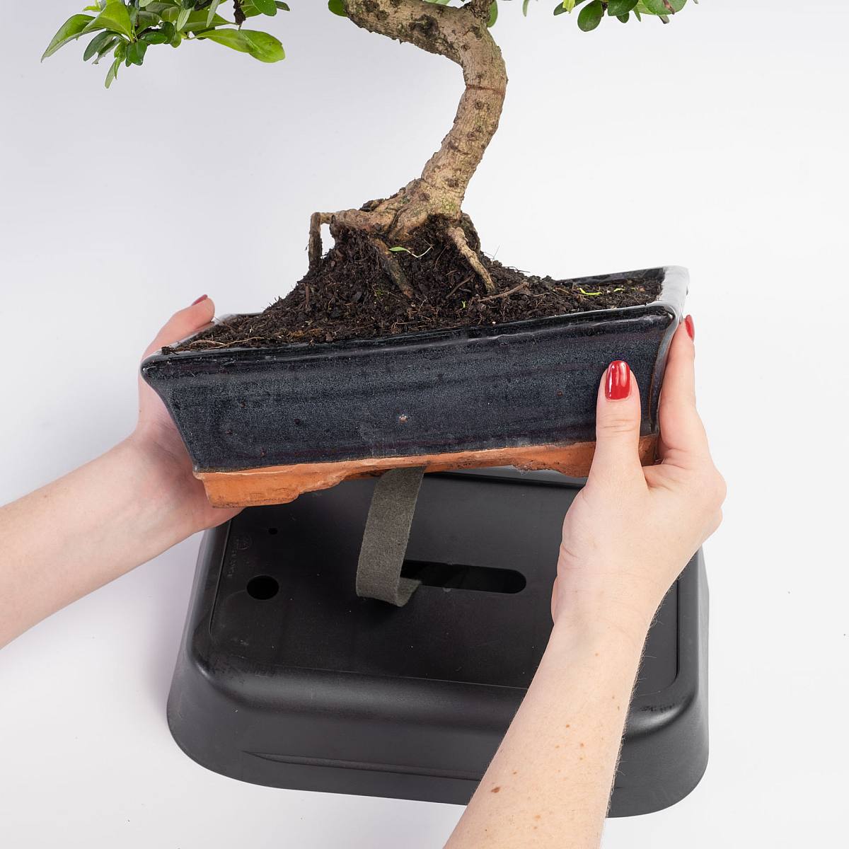 Self-irrigation Bonsai picture 1