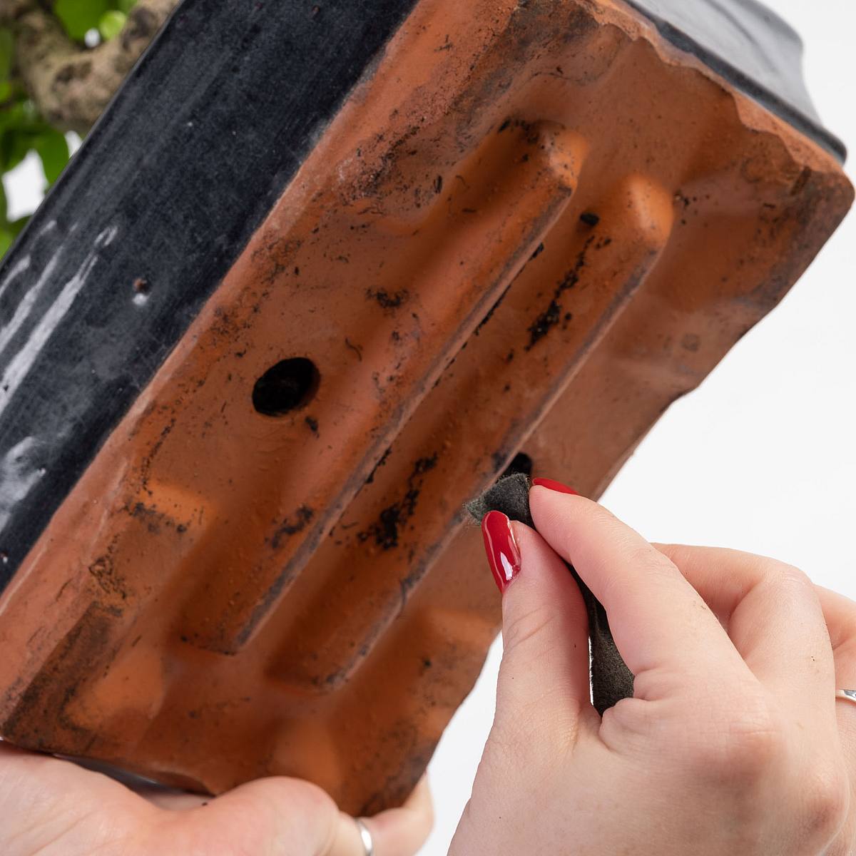 Self-irrigation Bonsai picture 2