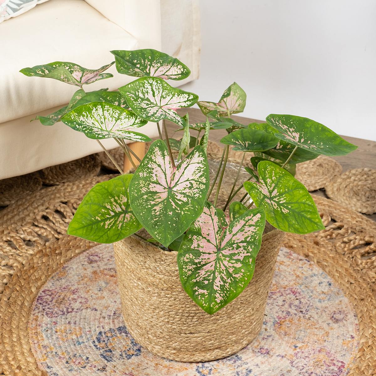 Caladium Rosa Schönheit picture 0