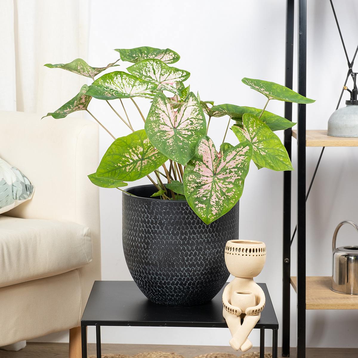 Caladium Rosa Schönheit picture 2