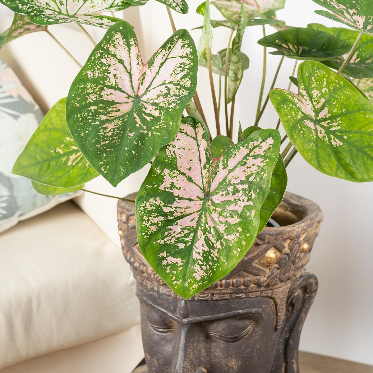Caladium Rosa Schönheit picture 4
