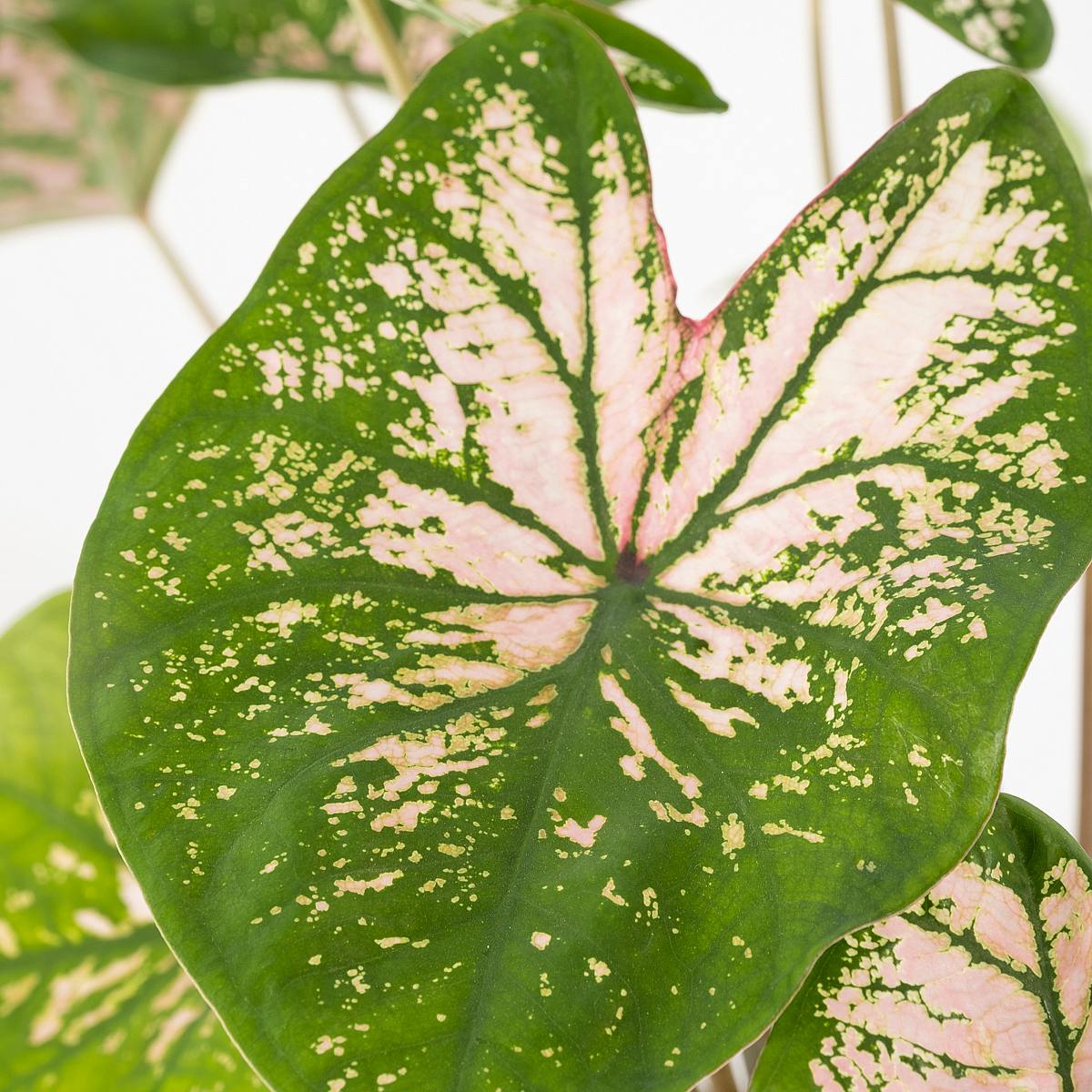 Caladium Rosa Schönheit picture 5