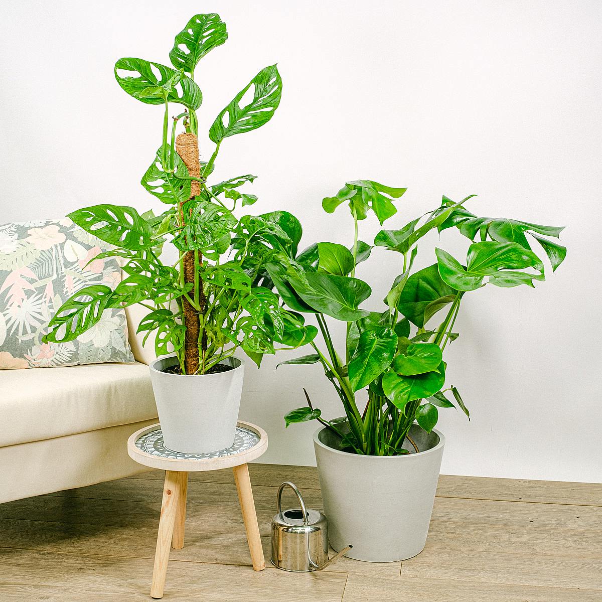 Duo Monstera picture 1