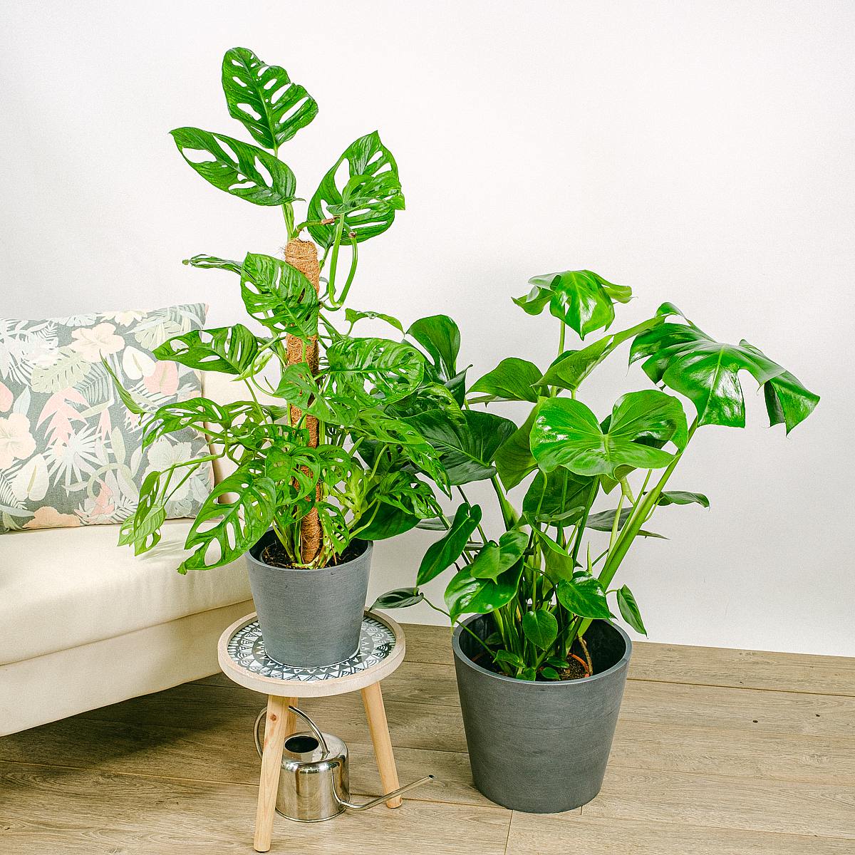 Duo Monstera picture 2