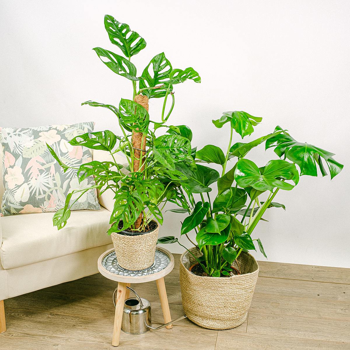 Duo Monstera picture 3