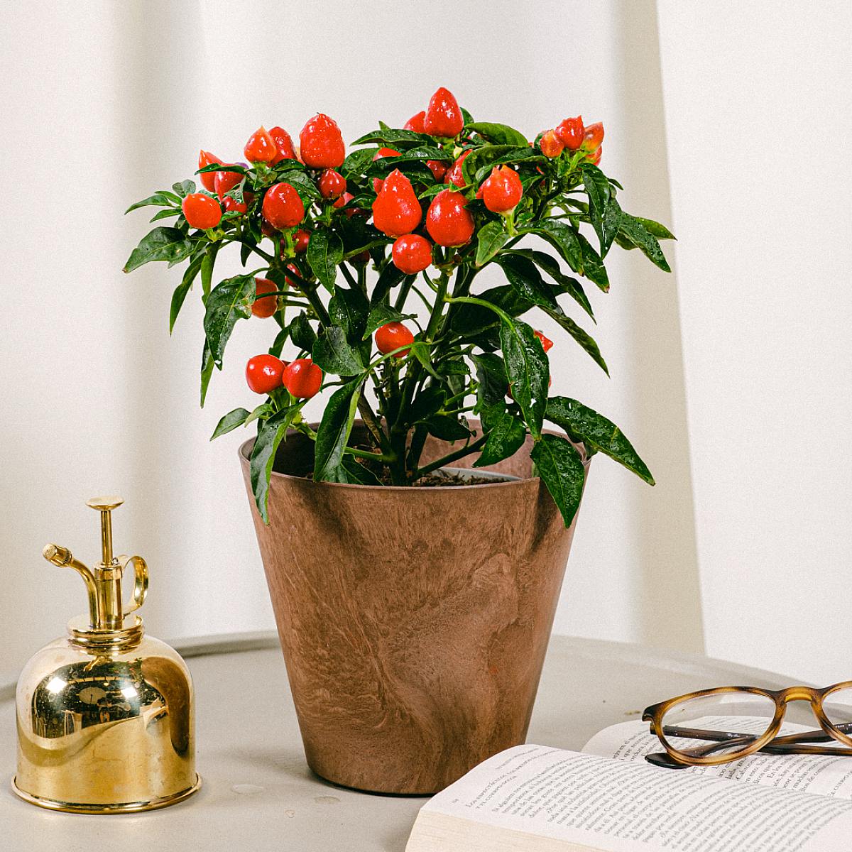 Pepřová rostlina picture 4