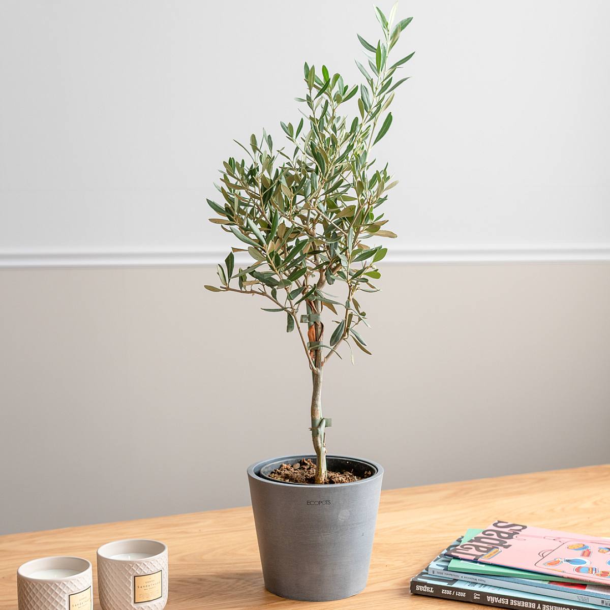 Drzewo oliwne picture 4