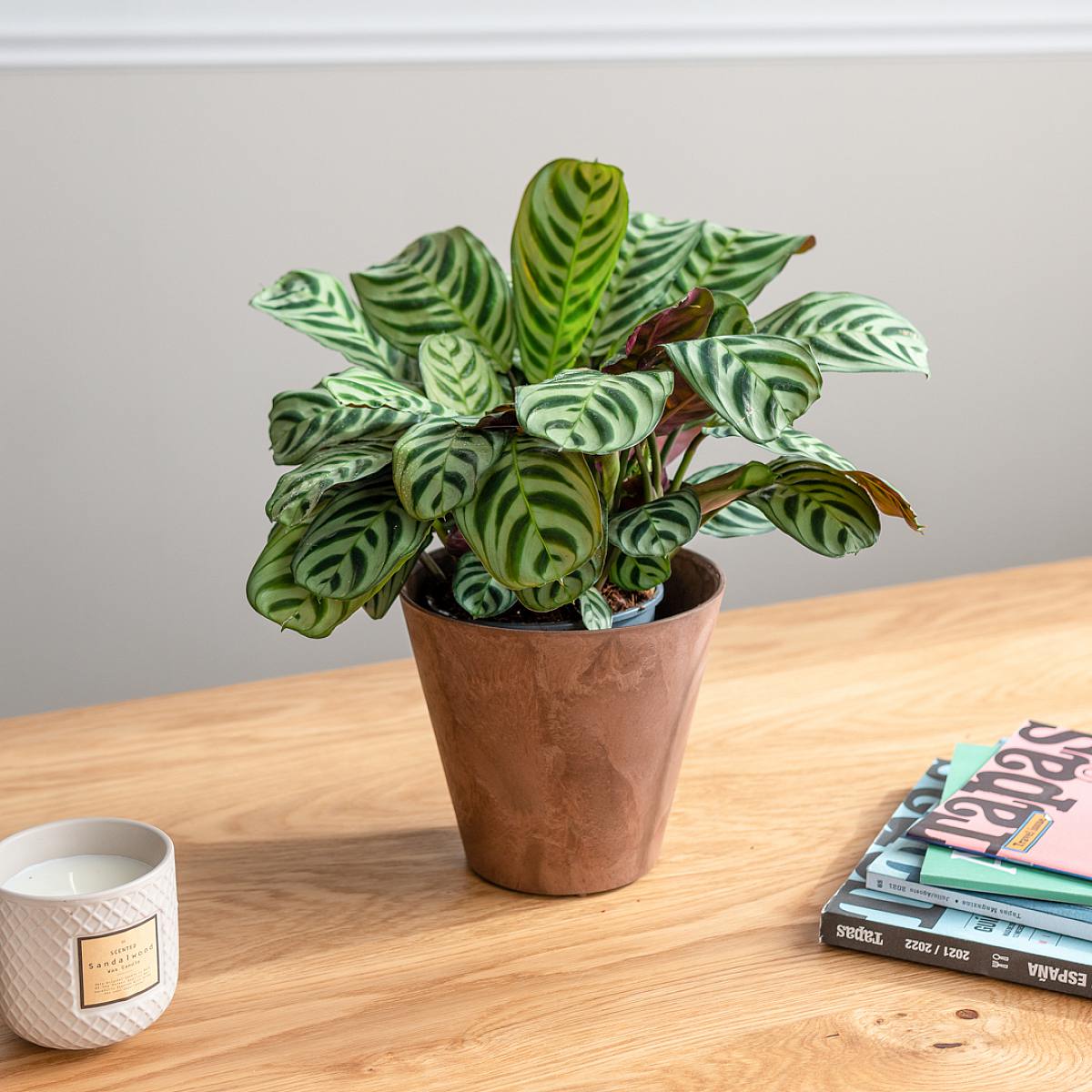 Ctenanthe Burle Marxii picture 3