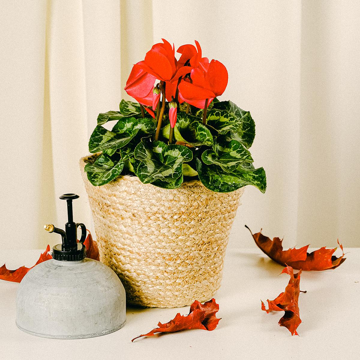 Zimní květina picture 2